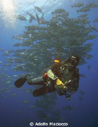 Diver with Schooling Snappers ,
Shark & Yolanda Reef.
R... by Adolfo Maciocco 